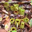 Graciosas, mas letais: veja plantas que são carnívoras
