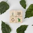 O que é sucessão ecológica e quais suas etapas