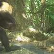 Macacos-prego sequestram filhotes de bugios por tédio