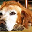 Proteja seu pet! Saiba como identificar doenças silenciosas em cães