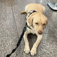 Voo para Lisboa é cancelado após TAP não embarcar cão de criança autista mesmo com ordem judicial