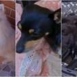 Pinscher e Lulu da Pomerânia cruzam e tutora mostra filhotes em rede social
