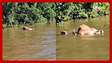 Vídeo flagra onça-pintada arrastando boi em rio no Pantanal de MT