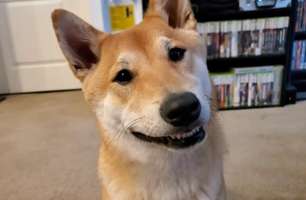 Cachorro vai participar de torneio de speedrun