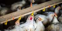 Chile, Uruguai e México também suspendem compra de frango do Brasil Foto: Reprodução/Getty Images