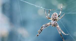 Sonhar com aranha: o que significa?