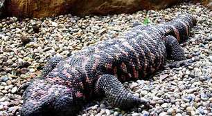 Lagarto venenoso foi chave para criação do Ozempic
