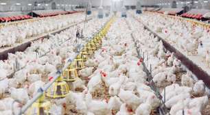 Gripe aviária: China, Argentina e União Europeia suspendem importação de carne de frango do Brasil