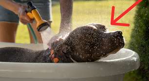 Nem toda semana, nem todo mês: este é o momento ideal para dar banho em seus cães