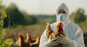 Gripe aviária: Existe risco de contaminação comendo frango e ovos?