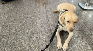 Voo para Lisboa é cancelado após TAP não embarcar cão de criança autista mesmo com ordem judicial