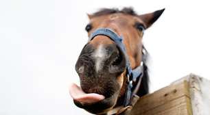 Os cavalos têm um repertório complexo de expressões faciais, assim como os primatas