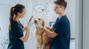 3 passos para cuidar da saúde dos olhos de cães e gatos