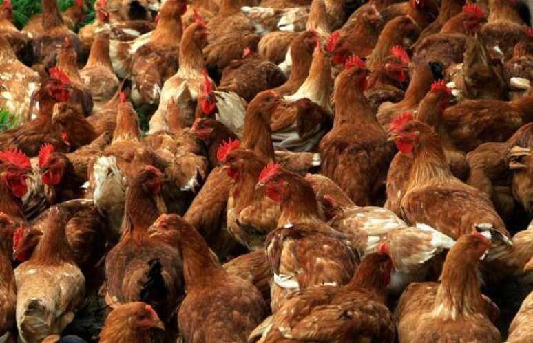 Gripe aviária foi detectada no Brasil pela primeira vez em maio deste ano. Segundo OMS, país não apresenta riscos no consumo de aves