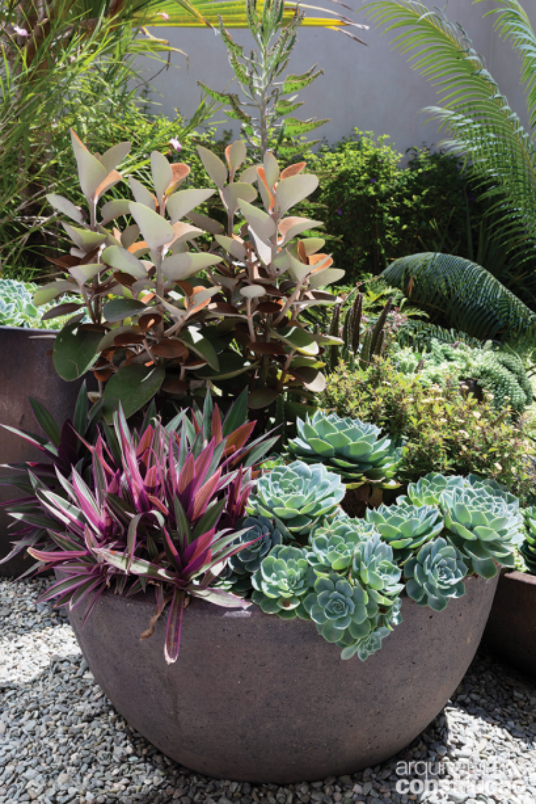 Com tamanhos pequenos e formas esculturais, essas plantinhas resistentes ganharam visibilidade no jardim da frente da casa, organizadas em vasos (L’Oeil). Rosa-de-pedra, kalanchoe e flor-de-maio são alguns exemplos. Fáceis de cuidar, elas pedem pouca rega e adoram sol.