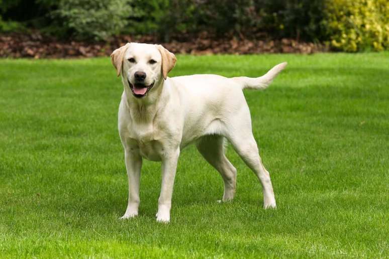 O labrador retriever é brincalhão e muito sociável 