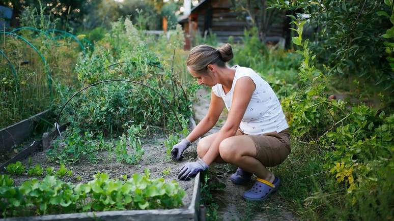 Estudos sugerem que praticar jardinagem diariamente pode reduzir significativamente o risco de desenvolver demência em idade mais avançada