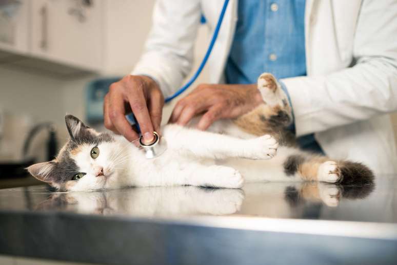 Brasil é o 3° país do mundo com mais animais de estimação, com 149 milhões, atrás apenas de China e Estados Unidos